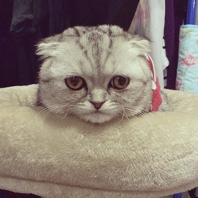 Самая грустная кошка в мире: Малышка Пи