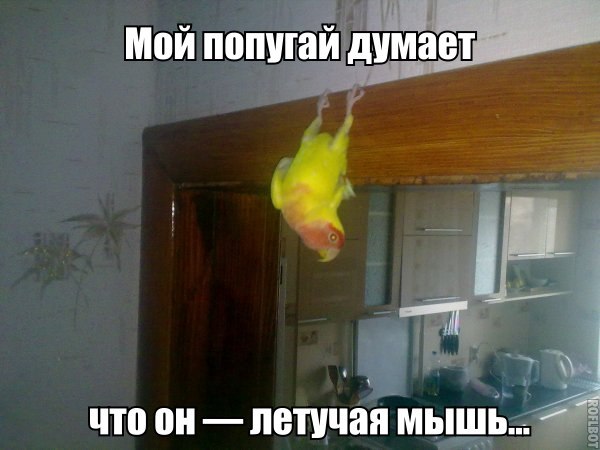 Забавные картинки