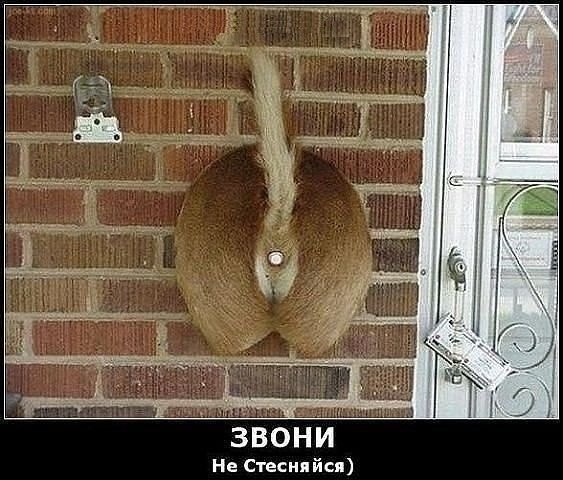 Прикольные картинки (80 фото)