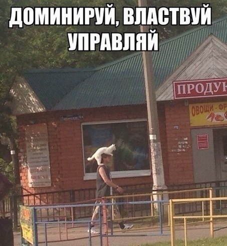Забавные картинки