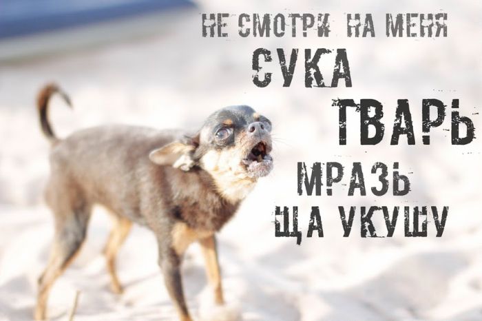 Прикольные картинки (78 фото)