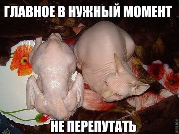 Прикольные картинки (98 фото)