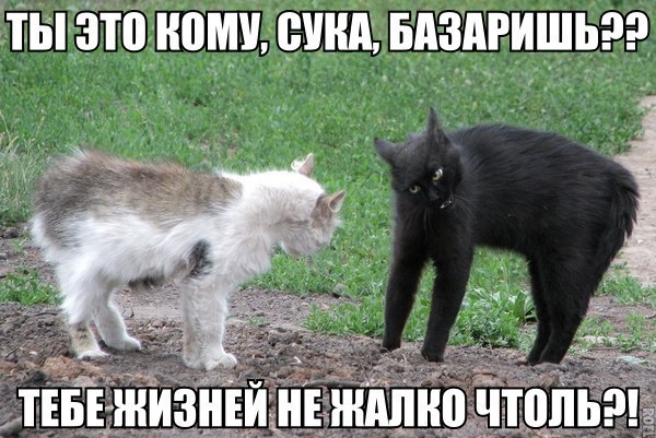 Прикольные картинки (98 фото)