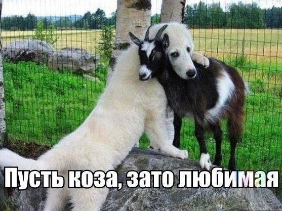 Забавные картинки