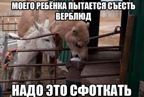 Прикольные картинки (60 фото)