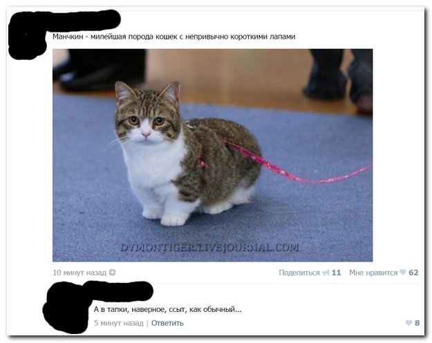 Смешные комментарии из социальных сетей