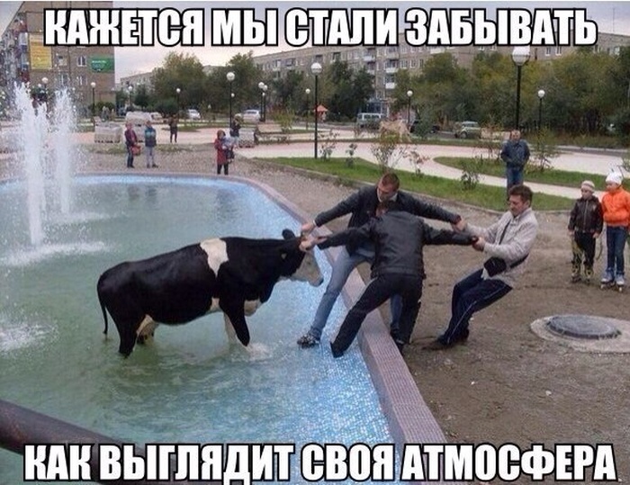 Забавные картинки
