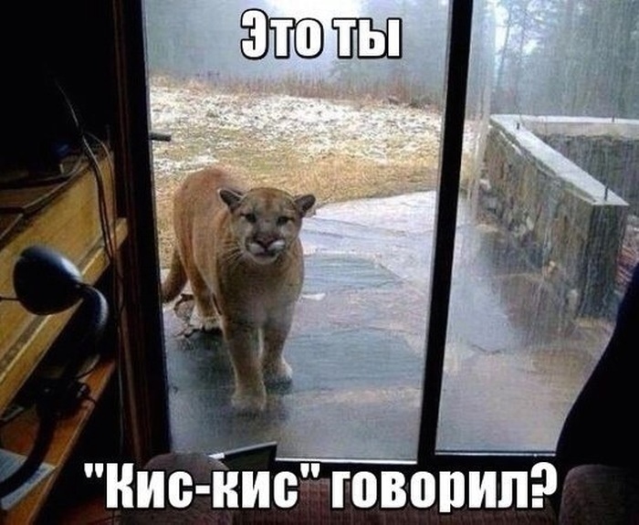 Прикольные картинки (93 фото)