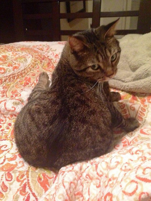 I'm sexy and I know it