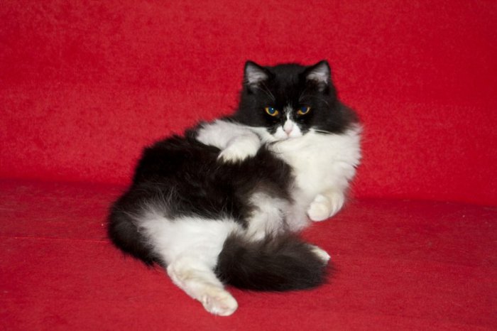 I'm sexy and I know it