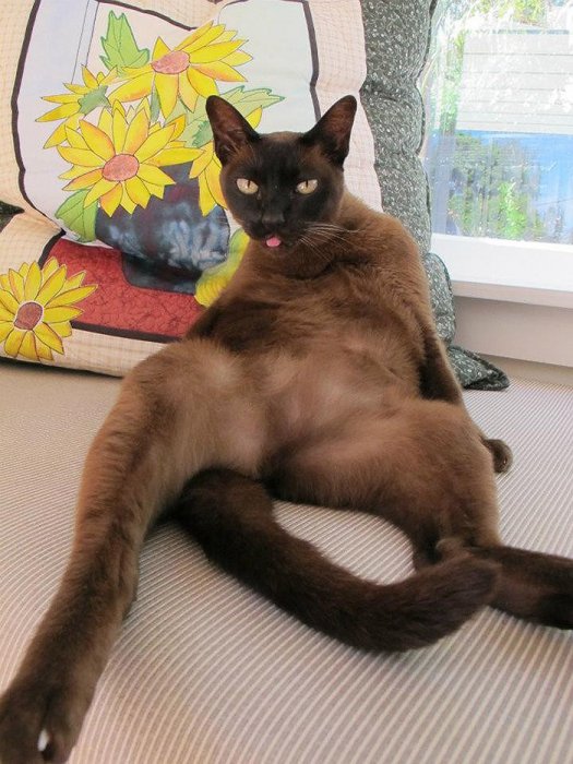I'm sexy and I know it