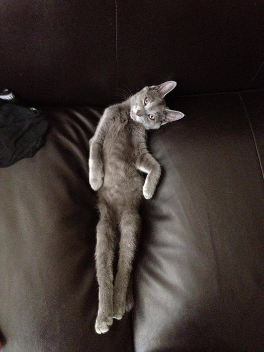 I'm sexy and I know it