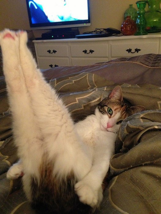 I'm sexy and I know it