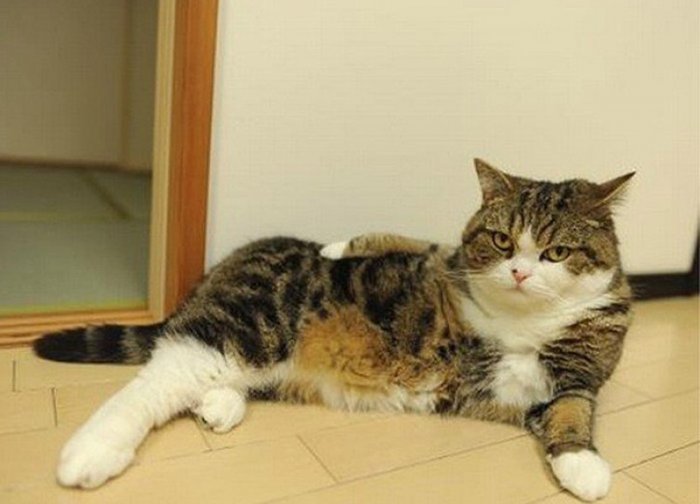 I'm sexy and I know it
