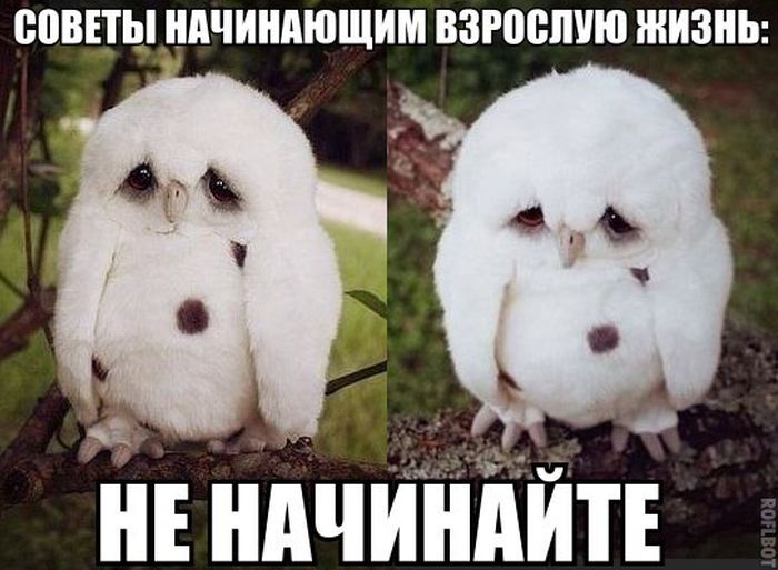 Забавные картинки