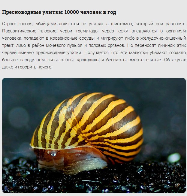 17 самых смертоносных существ нашей планеты