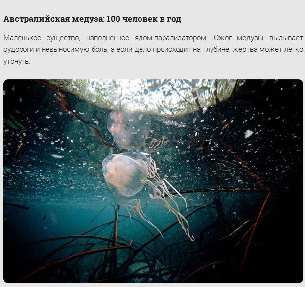 17 самых смертоносных существ нашей планеты