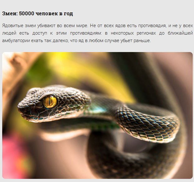 17 самых смертоносных существ нашей планеты