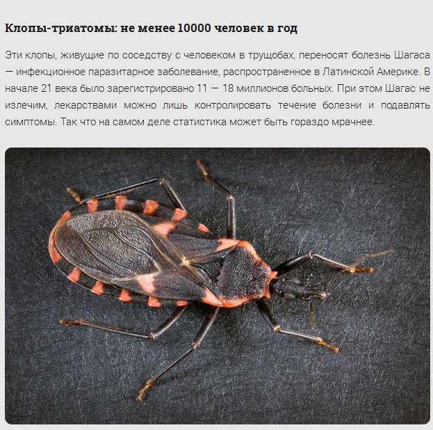17 самых смертоносных существ нашей планеты