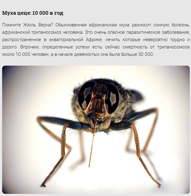 17 самых смертоносных существ нашей планеты