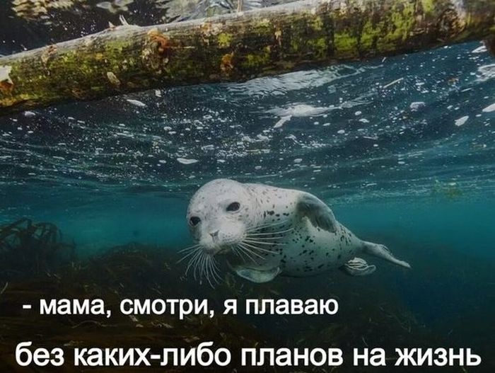 Прикольные картинки (79 фото)