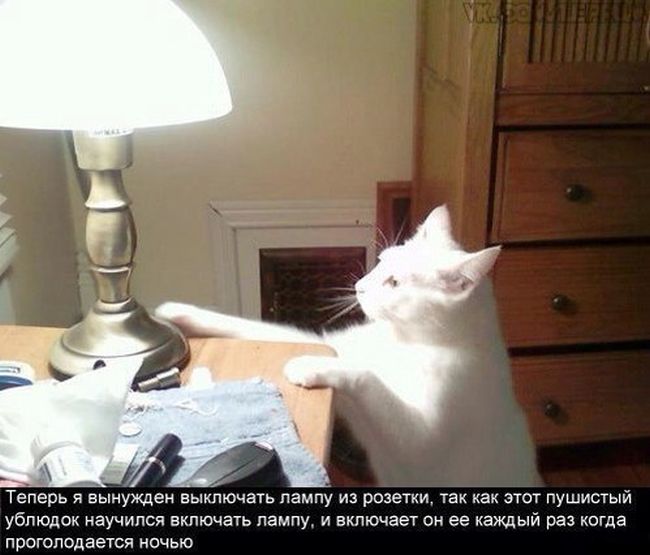 Прикольные картинки (76 фото)