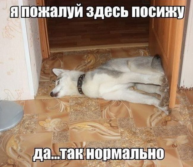 Прикольные картинки (64 фото)