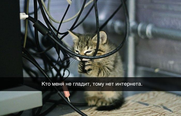 Забавные картинки