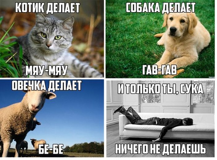 Забавные картинки