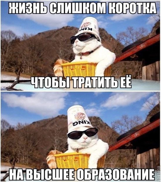Забавные картинки