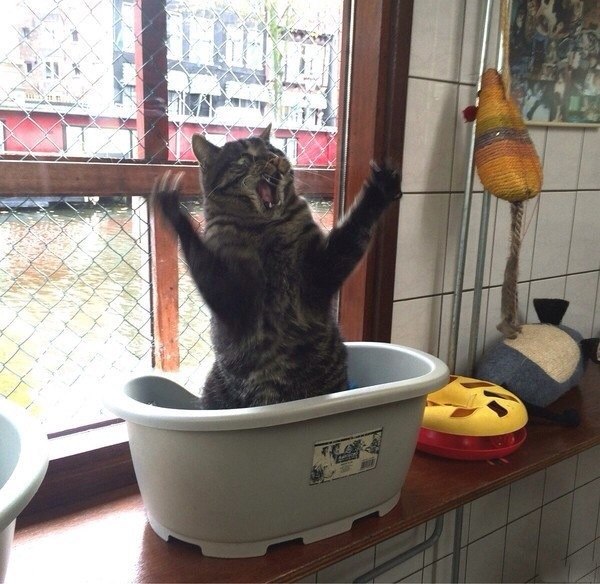 Забавные картинки