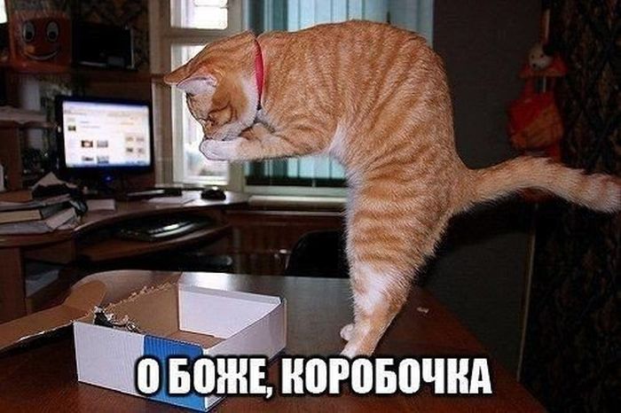 Забавные картинки