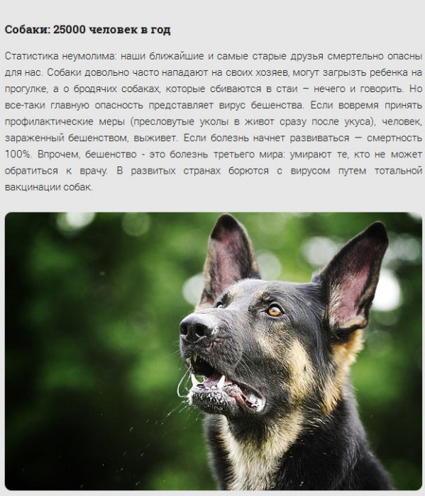 17 самых смертоносных существ нашей планеты