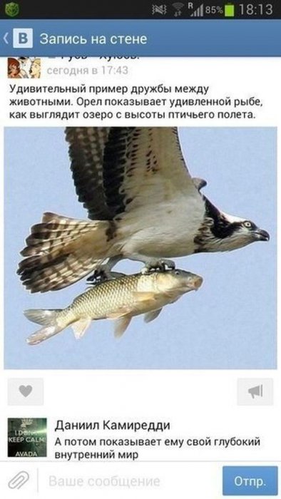 Забавные картинки