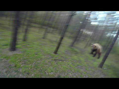 Ехали медведи на велосипеде...