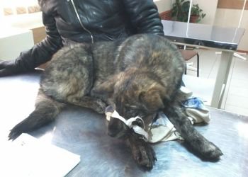 Больше недели к Благовещенску ползет пес с перебитыми лапами Больше недели к Благовещенску ползет пес с перебитыми лапами