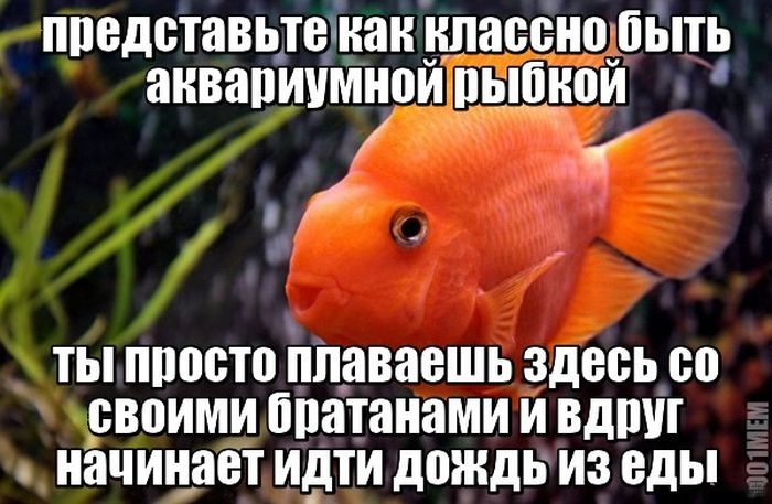 Прикольные картинки (81 фото)