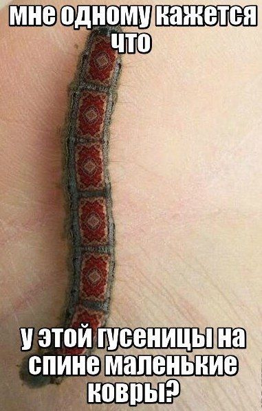 Прикольные картинки (81 фото)