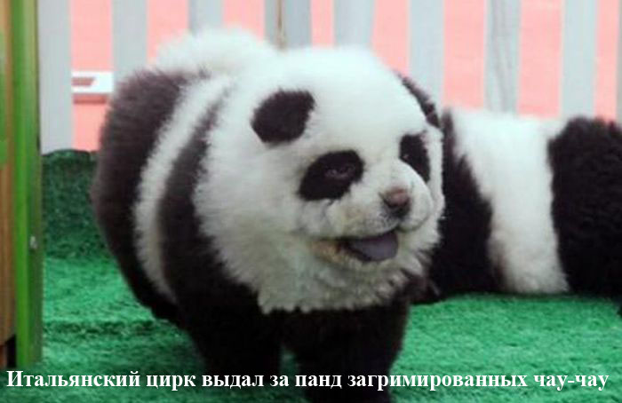 Забавные картинки