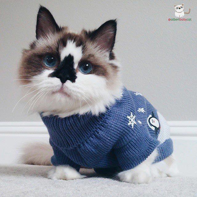 Милый манчкин