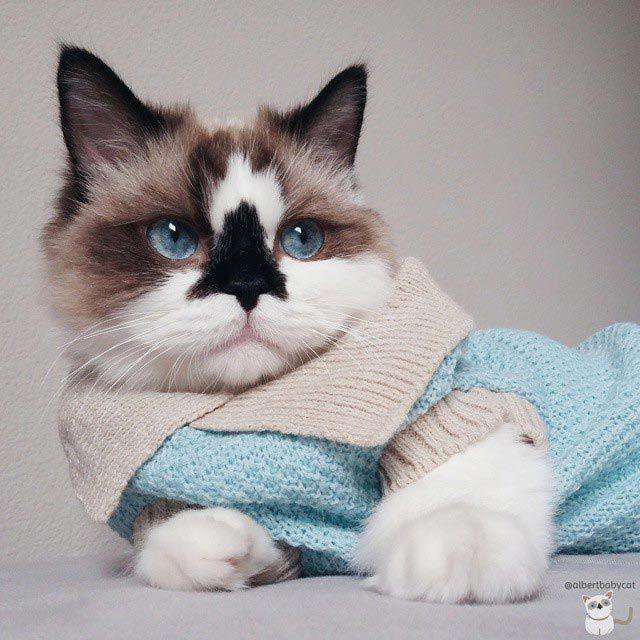 Милый манчкин