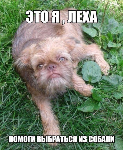 Забавные картинки