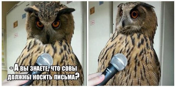 Забавные картинки