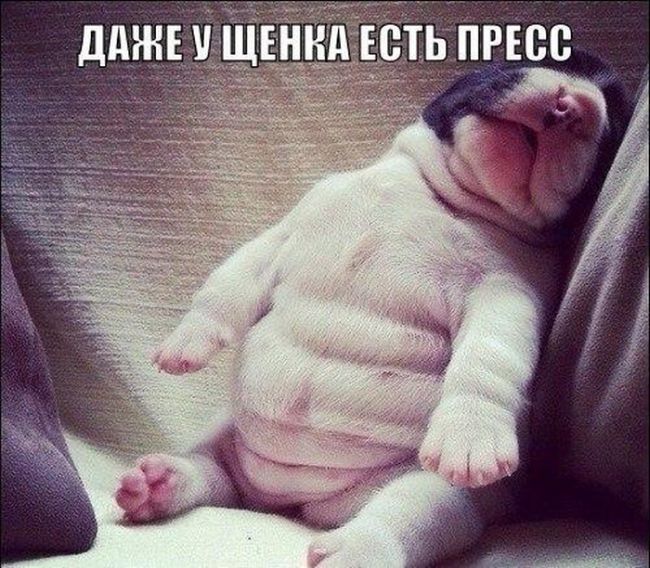 Порция картинок