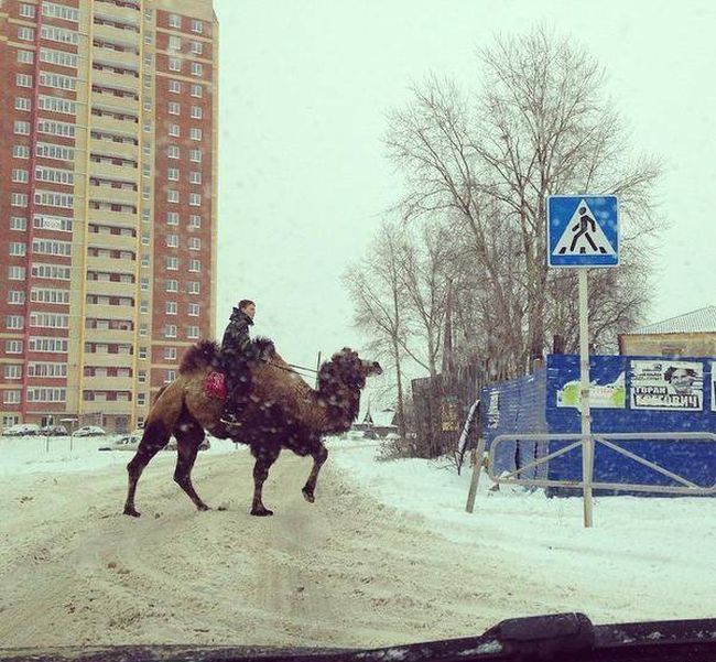 Забавные картинки