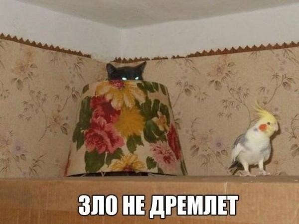 Забавные картинки