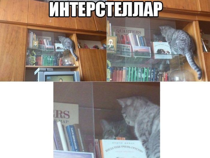 Забавные картинки