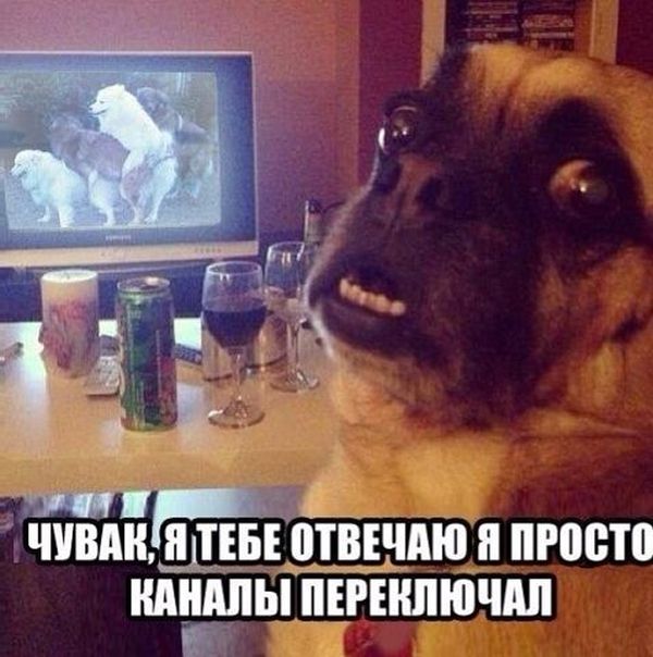 Забавные картинки