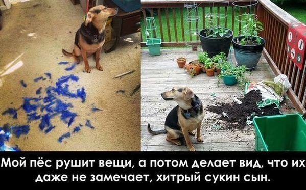 Забавные картинки