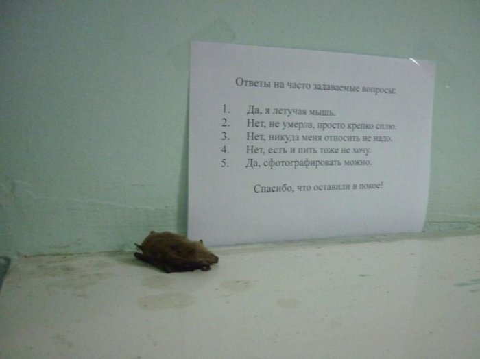 Забавные картинки